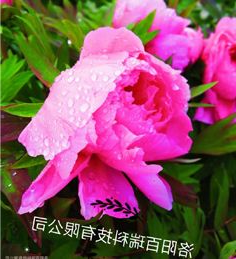 缘何洛阳“花开时节动京城”